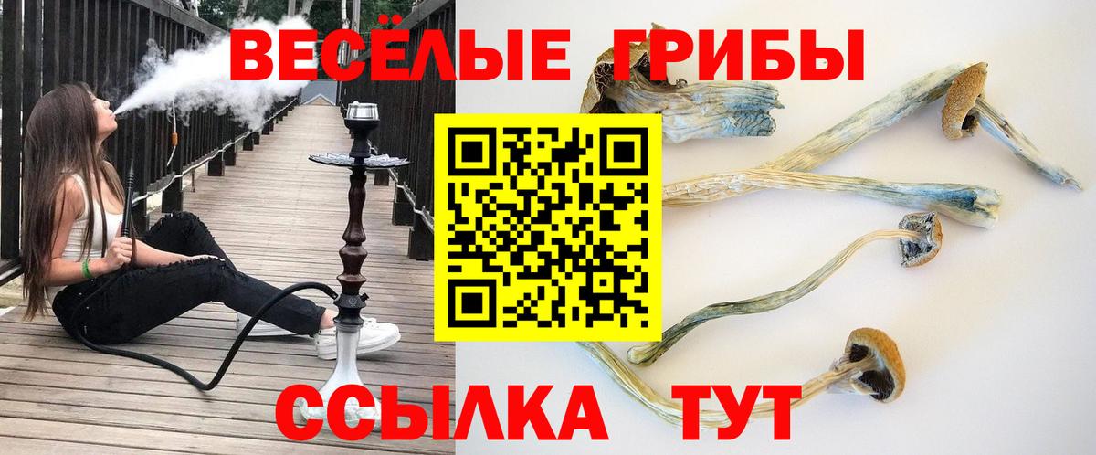 Псилоцибиновые грибы Psilocybe  Галлюциногенные грибы прущие грибы  Отрадный  где продают   Вход с VPN 
